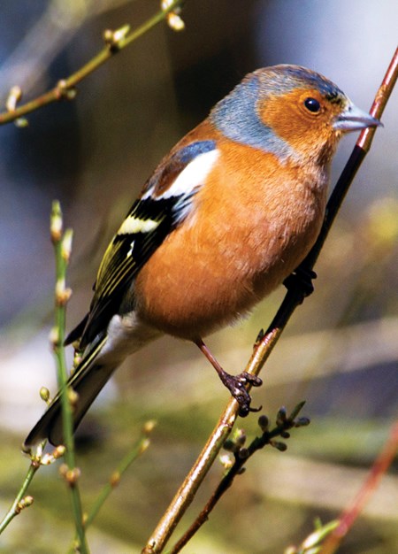 "Chaffinch" dobbelt kort