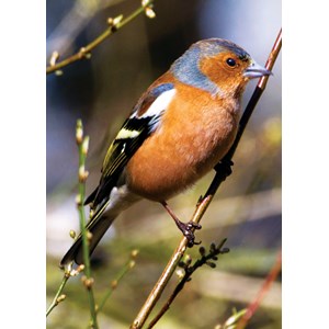 "Chaffinch" dobbelt kort