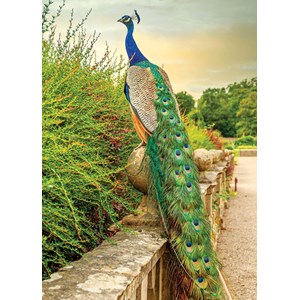 "Peacock" dobbelt kort