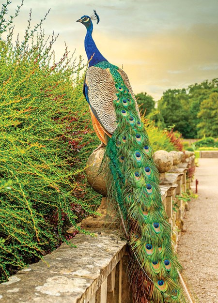 "Peacock" dobbelt kort