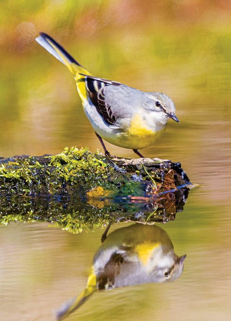 "Grey Wagtail" dobbelt kort