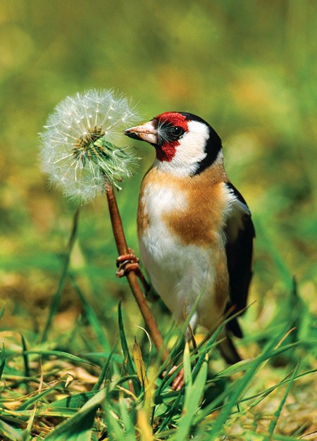 "Goldfinch" dobbelt kort