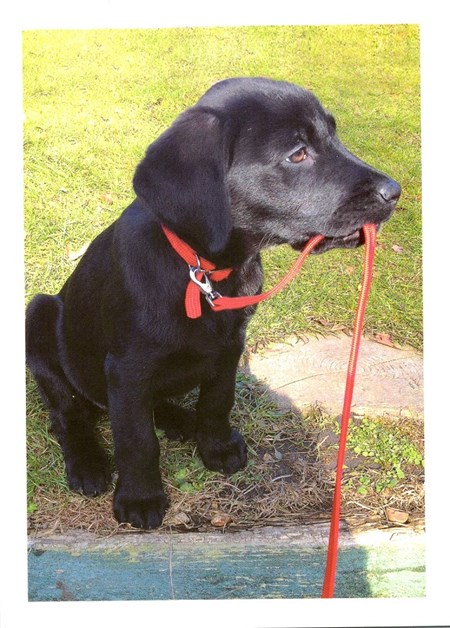 "Ready for Walkies" Dobbelt kort