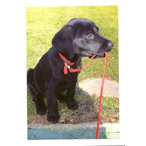"Ready for Walkies" Dobbelt kort