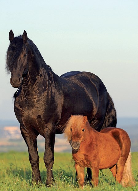 "Friesian & Shetland Pony" Dobbelt kort