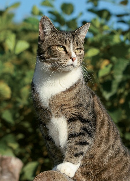 "Domestic Cat" Dobbelt kort