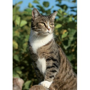 "Domestic Cat" Dobbelt kort
