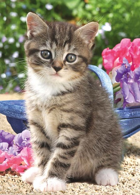 "Kitten with Sweet Peas" Dobbelt kort