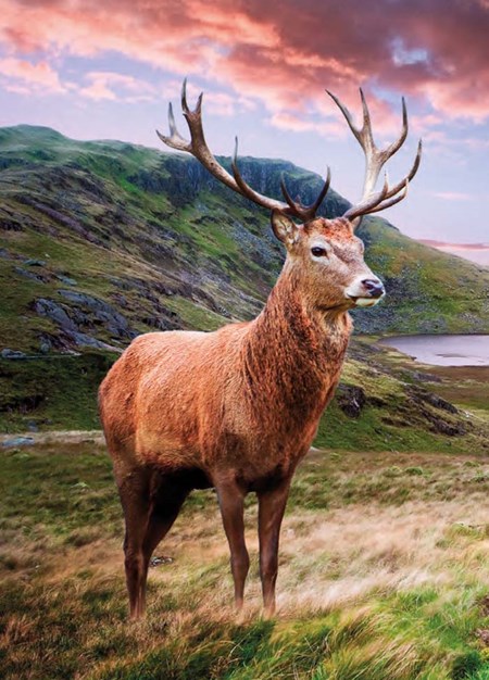 "Red Deer Stag" Dobbelt kort