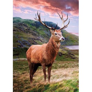 "Red Deer Stag" Dobbelt kort