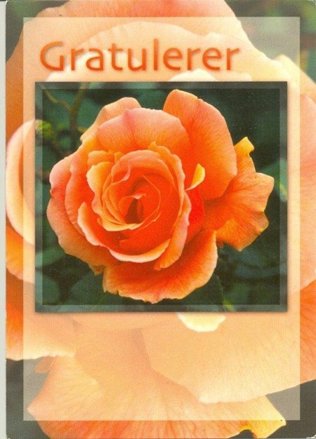 Enklekort, Gratulerer, Orange Rose