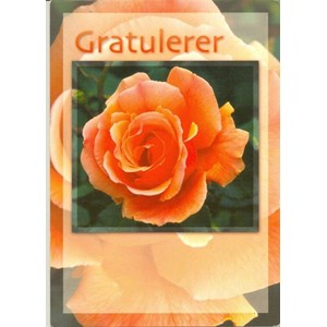 Enklekort, Gratulerer, Orange Rose