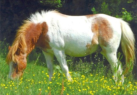 Enkle kort, "Gus"