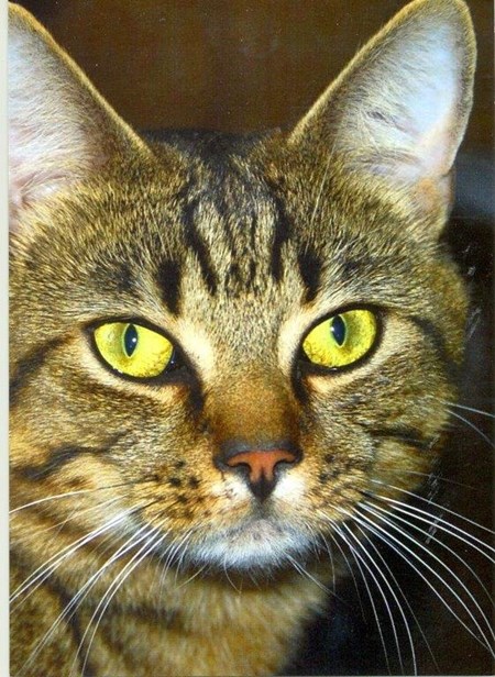 Enkle kort, "Alfie"