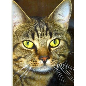 Enkle kort, "Alfie"
