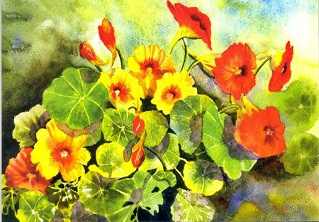 "St. Clements (Nasturtiums)", Mariana-Art