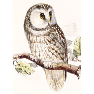 "Tengmalm's Owl" dobbelt kort