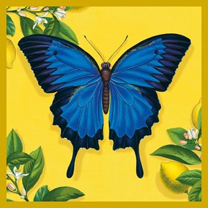 Natural History Museum "Ullysses Butterfly" kvadratisk kort