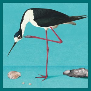 Natural History Museum "Long-legged Avocet" kvadratisk kort