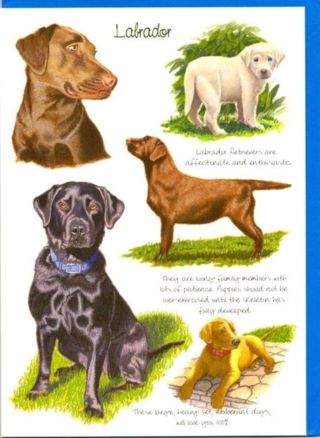 "Labrador"