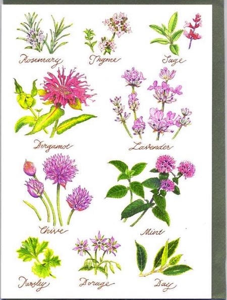 "Herbs"