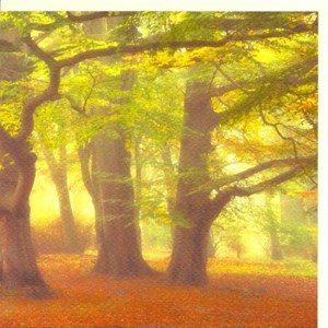 "Misty Beech Wood", Fotografisk landskap