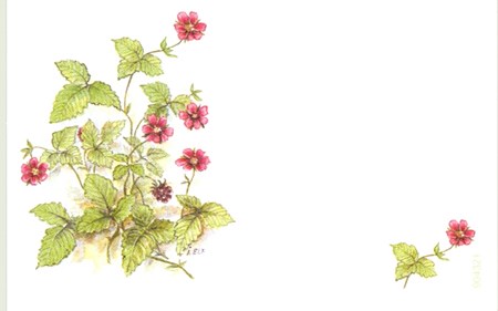 Visittkort, små, Blomster, pk.a 8 stk.
