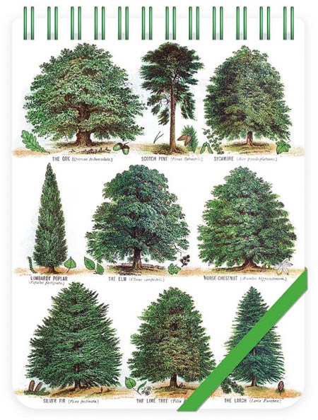 "Our British Forest Trees" Reporter Notepads